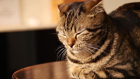 Close-up-of-a-drowsy-Scottish-fold-cat-dozing-off-on-top-of-a-table