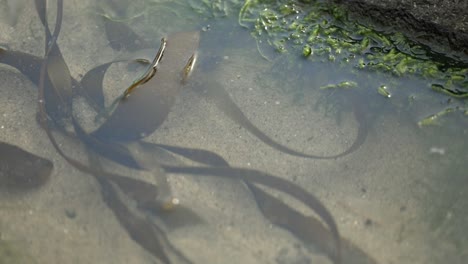 Kelp-in-a-still-tide-pool-on-the-Oregon-coast