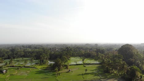 Reisfeld-In-Bali-An-Einem-Dunstigen-Horizont