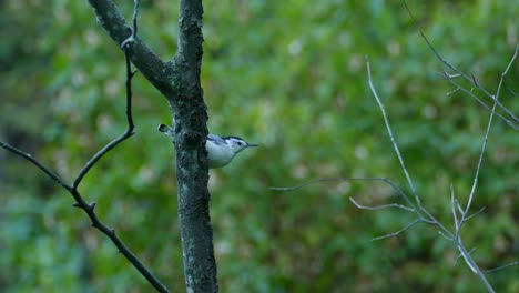 White-breasted-nuthatch-looks-around-from-a-thin-tree-branch-after-the-rain