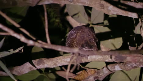 Owl-Sitting-On-Branch-at-Night,-Looking-at-Camera