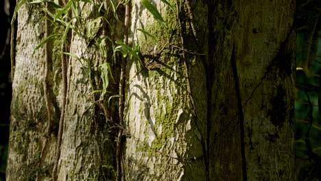 Ancient-Tree-Bark-with-Deep-Mossy-Texture