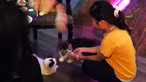 Asiatische-Frau-Versucht,-Katzen-Auf-Dem-Boden-Des-Katzencafés-Zu-Füttern