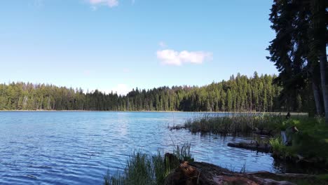 Filmische-Aufnahme-Eines-Sees-Inmitten-Eines-Kiefernwaldes