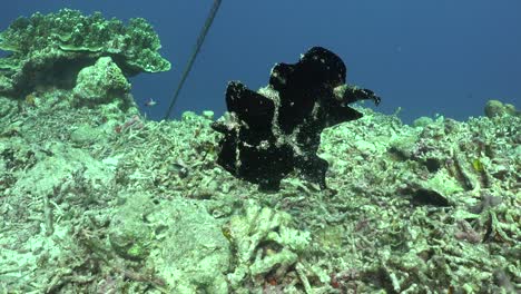 Black-Giant-Frogfish--swimming-over-coral-reef