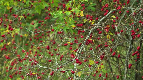 Close-up-shot-of-dogorse-berries-growing-on-tree-during-autumnal-day-in-Germany---pan-shot