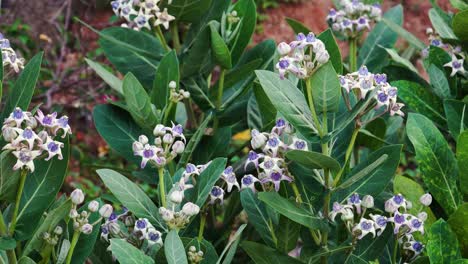 Calotropis-shrub-with-light-violet-flowers-and-lush-foliage-in-wind,-close-up