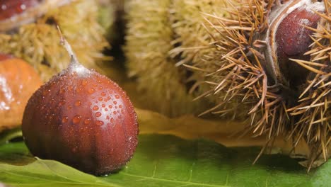 Close-up-of-thorny-autumn-seasonal-chestnuts-with-shell
