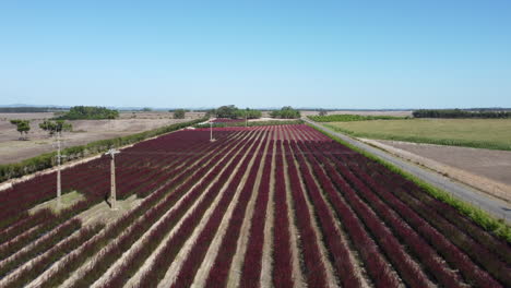 Fliegen-über-Reihen-Roter-Protea-Blüten-Auf-Einer-Landwirtschaftlichen-Plantage-In-Portugal