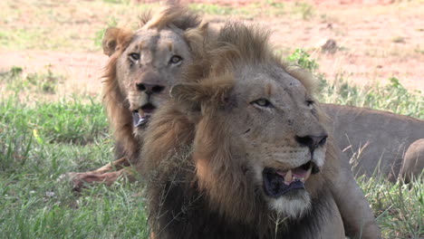 Two-male-lions-sit,-panting-in-the-shade,-on-a-hot-day-in-Africa