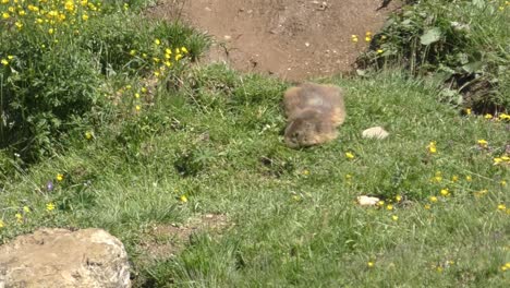 Marmota-Solitaria-De-Vientre-Amarillo-Alimentando-Hierba-En-Verano