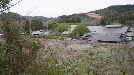 Ume-grove-blossoming-in-spring-with-traditional-Japanese-temple-in-background