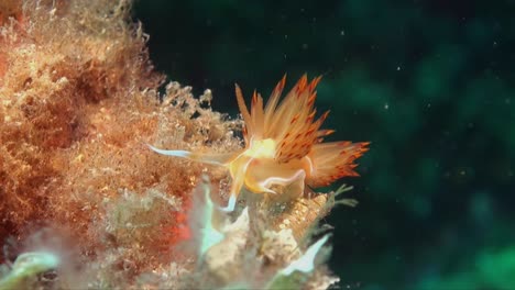 Flabellina-Nudibranch-Rojo-Y-Naranja-En-Arrecifes-De-Coral
