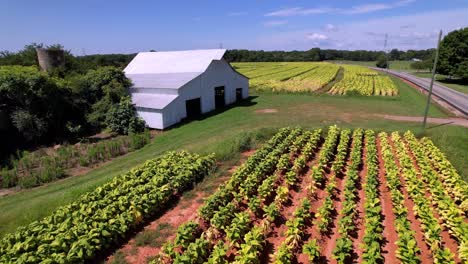 summer-scene-aerial-of-tobacco-yellowing-near-harvest-time-with-barn-in-background