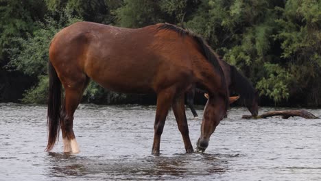 Full-fixed-shot-of-wild-horses-eating-in-a-flowing-river-with-mesquite-trees-behind-them