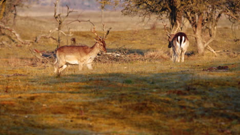 Two-Male-Fallow-Deers-Fight-And-Doing-Headbutt-In-The-Field-At-Sunrise