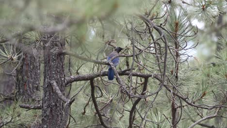 Blue-jay-flies-away-from-their-perch-in-a-ponderosa-pine-tree
