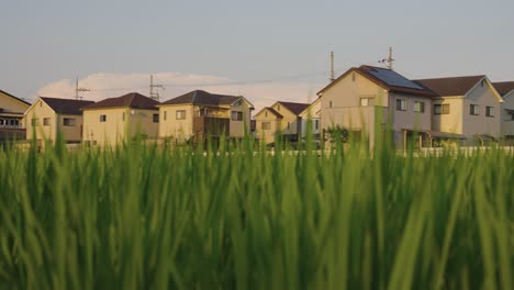 Warm-peaceful-countryside-neighborhood,-Pan-across-rice-fields-and-homes