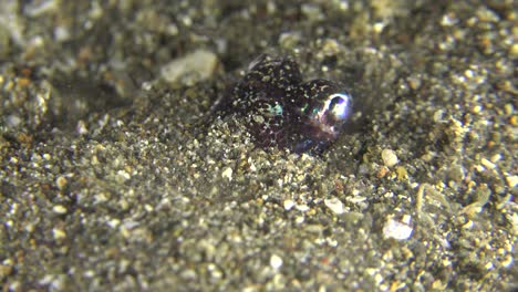 Bobtail-Tintenfisch-Gräbt-Ein-Loch-Und-Versteckt-Sich-Nachts-Im-Sand