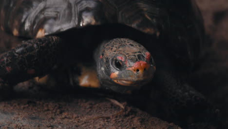 Nahaufnahme-Einer-Sich-Umschauenden-Rotfußschildkröte---Chelonoidis-Carbonarius---Statische-Ansicht