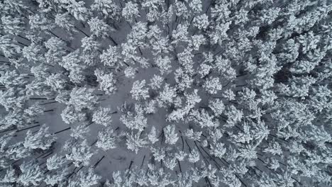 Rotating-aerial-footage-of-snowy-pine-trees-in-forest