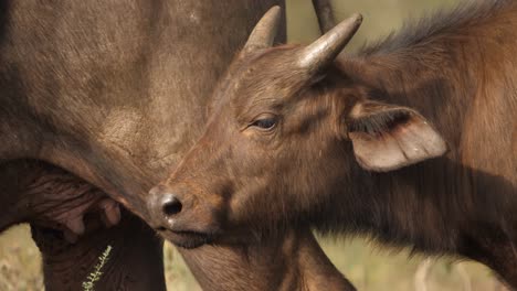 Close-up-of-a-cape-buffalo-calf-with-emerging-horns-on-the-african-savannah