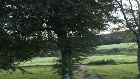 árboles-Con-Follaje-Verde-En-Las-Ramas-Que-Crecen-Junto-Al-Prado-Verde-En-Irlanda-Durante-El-Día
