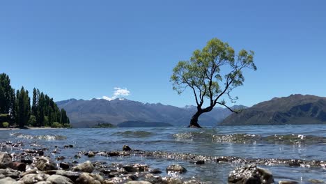 Waves-On-Rocky-Shore-Of-Wanaka-Lake-With-Willow-Tree-And-Mountain-In-Background-At-New-Zealand