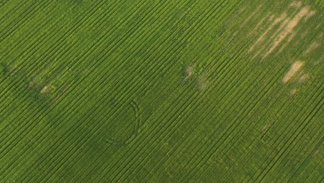 aerial-drone-shot-of-grassland-farming-agriculture