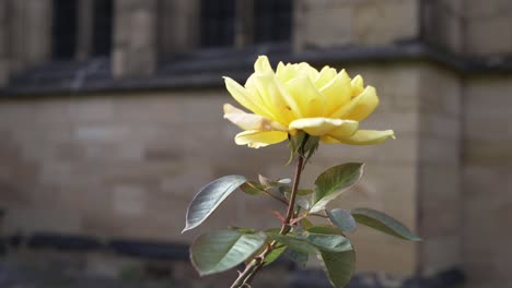 Yellow-rose-growing-outside-of-old-English-church-medium-shot