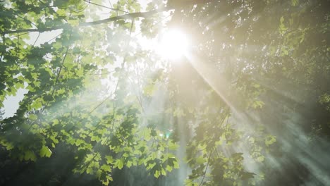 Sonnenlicht-Und-Strahlen-Durch-Die-Wipfel-Der-Astbäume-Und-Lichtreflexe-Auf-Dem-Astbaum