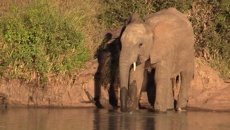 An-elephant-stands-in-a-shallow-waterhole-in-Africa-while-drinking-using-its-prehensile-trunk
