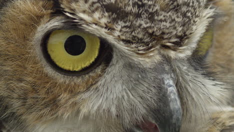 Slow-motion-eyes-blinking-on-great-horned-owl---macro-close-up