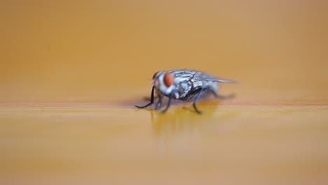 Close-up-Common-House-Fly-on-the-table