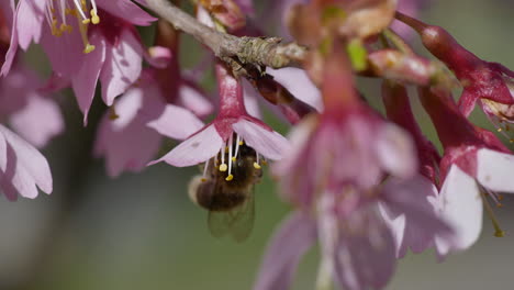 Macro-shot-of-wild-bee-collecting-pollen-from-pink-flower-during-hot-spring-day-in-nature