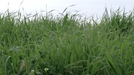 Gras,-Das-Vom-Wind-Auf-Dem-Feld-Zittert