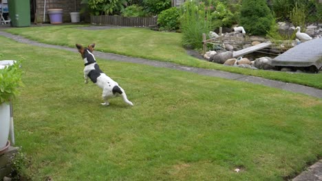 Slow-motion-shot-of-concentrate-terrier-dog-run-and-fetches-ball-from-air-in-garden