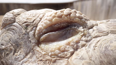 Tortoise-blinks-and-looks-away-slow-motion---close-up-macro-of-eyeball
