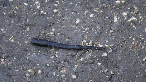 Close-up-top-view-of-black-horse-leech-crawling-over-wet-soil-ground-in-wilderness