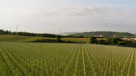 Aerial-sideway-view-of-Italian-vineyards-in-Friuli