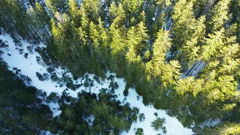 Aerial-forward-top-down-over-snowy-conifers-woods,-Tatry-mountains