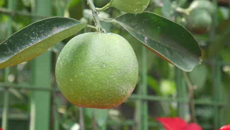 Green-citrus-fruit-on-the-tree