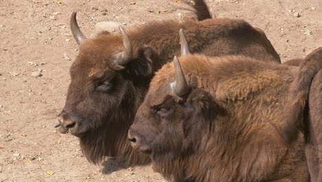 Couple-of-wild-bisons-relaxing-on-stony-field-during-beautiful-weather-in-wilderness