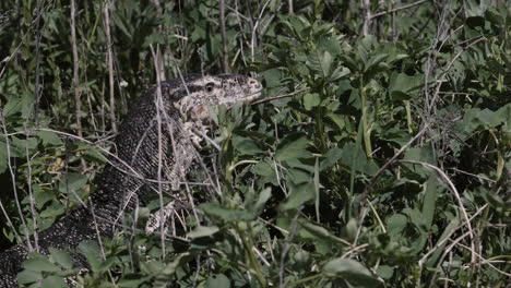Asian-water-Monitor-lizard-in-the-forest