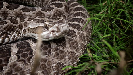 Serpiente-De-Cascabel-Depredador-Venenoso-En-La-Hierba