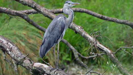 Close-up-shot-of-wild-grey-heron-bird-perched-on-tree-branch-in-wilderness---Prores-high-quality-clip-of-nature