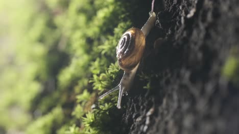 slow-snail-sliding-down-a-mossy-green-garden-wall-backlit