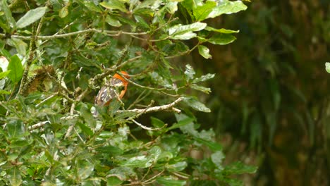 Flame-Colored-Tanager-perched-between-leafy-branches-in-the-thick-forest-of-Costa-Rica