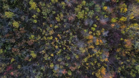 Vertical-rising-drone-shot-of-colourful-autumn-forest-in-Canadian-Prairie