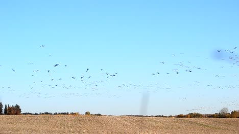 Flock-of-thousands-of-migratory-birds-flying-in-unison-through-dry-rainfed-fields-of-Canada